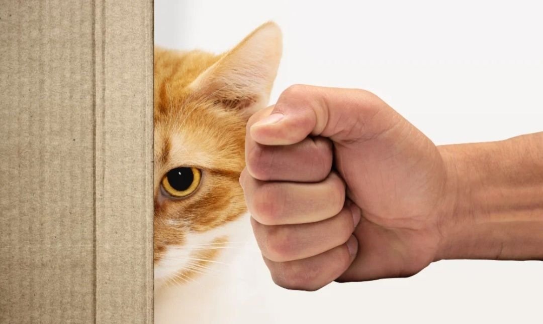🐈