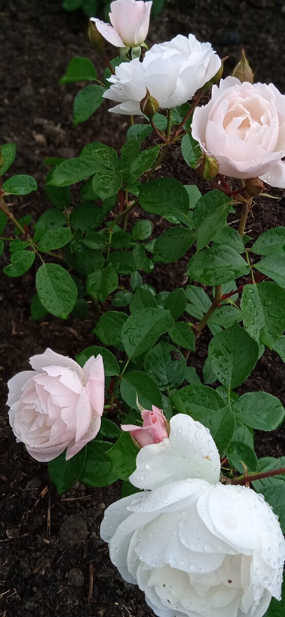 4 июля, пошла жара, как она расцвела! 