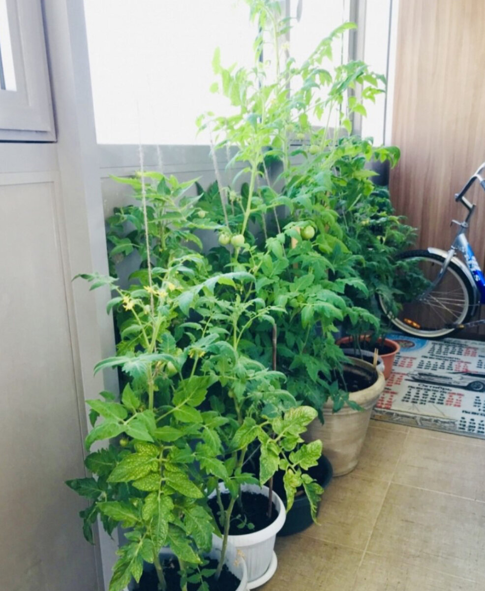 Балконное чудо выращивание дома. Перец балконное чудо. Томаты на балконе. Томат балконный Гном
