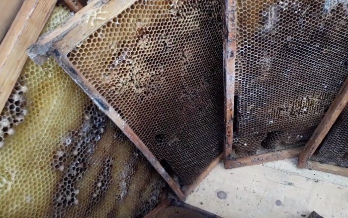 Вот как портит пчелиные рамки восковая моль