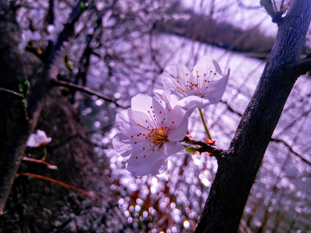 Краснодар. Парк Солнечный остров.