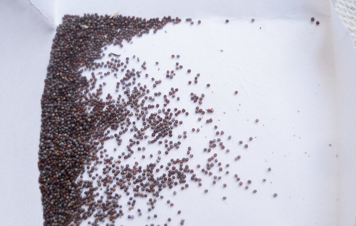 Collecting Petunia Seeds Petunias, Container flowers, Flower seeds