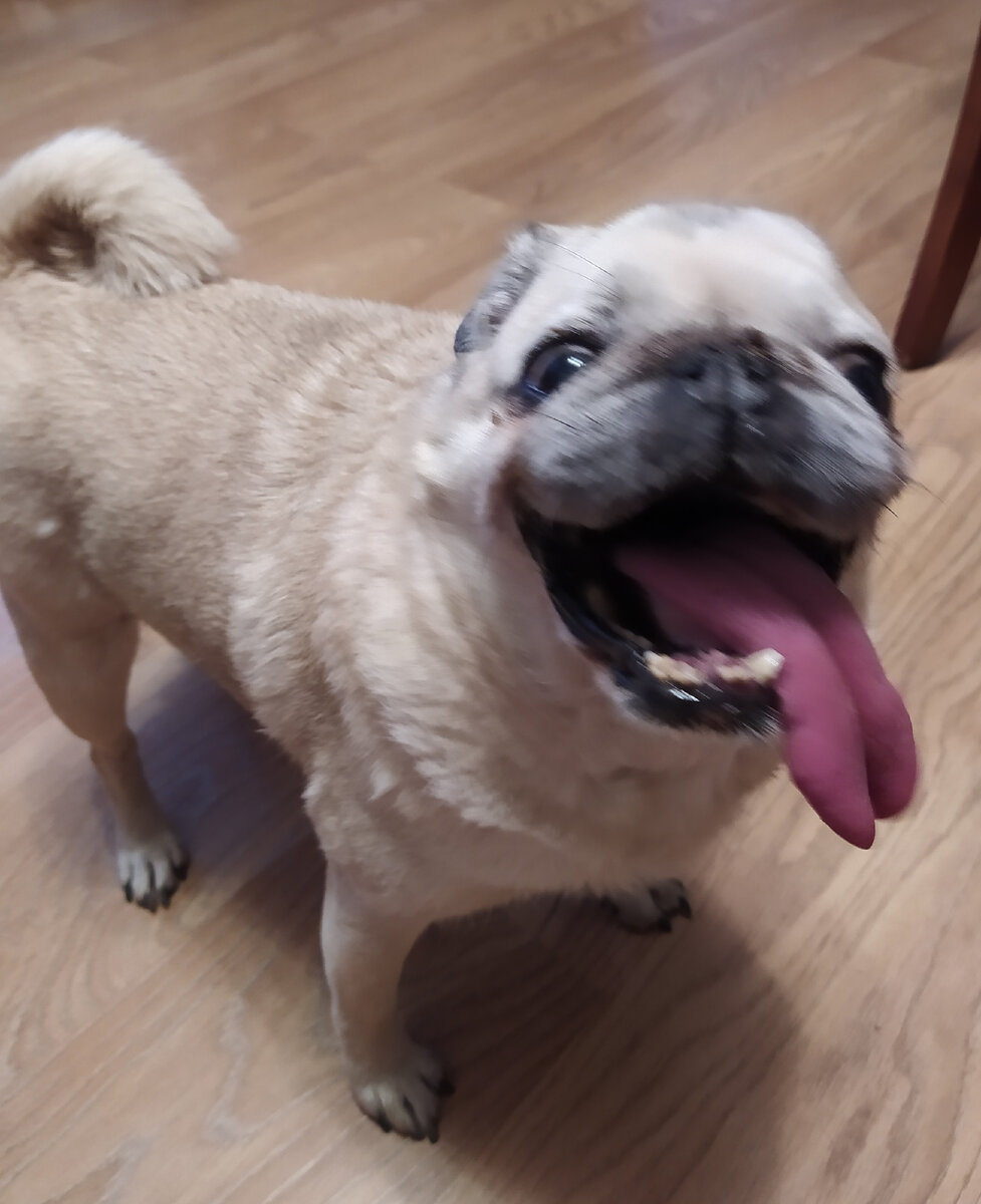 Чакуня для иллюстрации) 