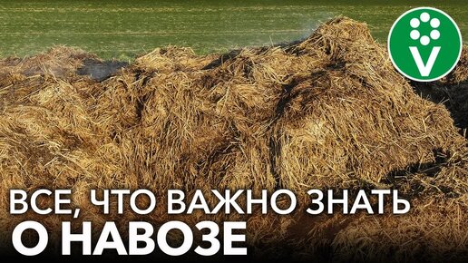 Самое важное о навозе для начинающих! Когда вносить, нормы и правила использования навоза