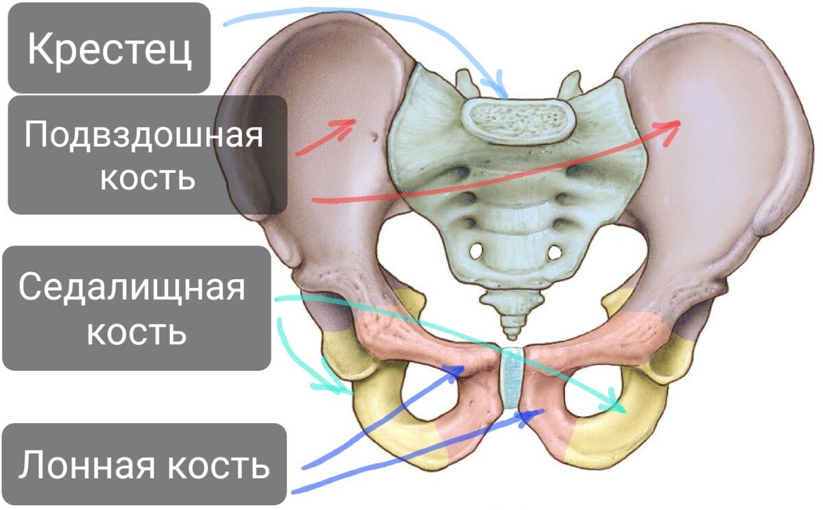 Подвздошной кости 2. Кости таза анатомия. Кости таза анатомия подвздошная кость. Лонная кость строение анатомия. Лонная кость таза.