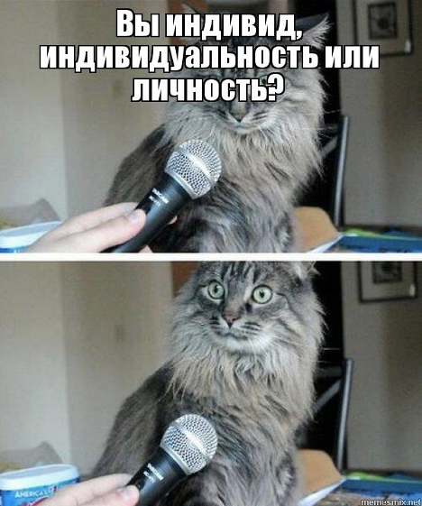 Кот, который привык жить в коллективизме
