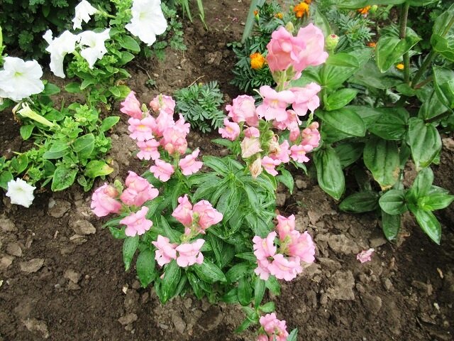 антирриум, фото автора