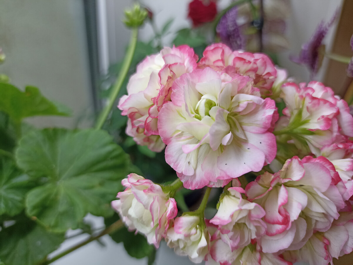 Цветок 'Apple Blossom Rosebud'. Самая эффектная пеларгония, которая у меня есть. Пока