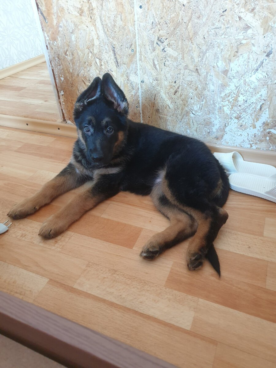 развитие немецкой овчарки