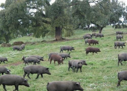 Иберийский свинки пасутся (фото из интернета)