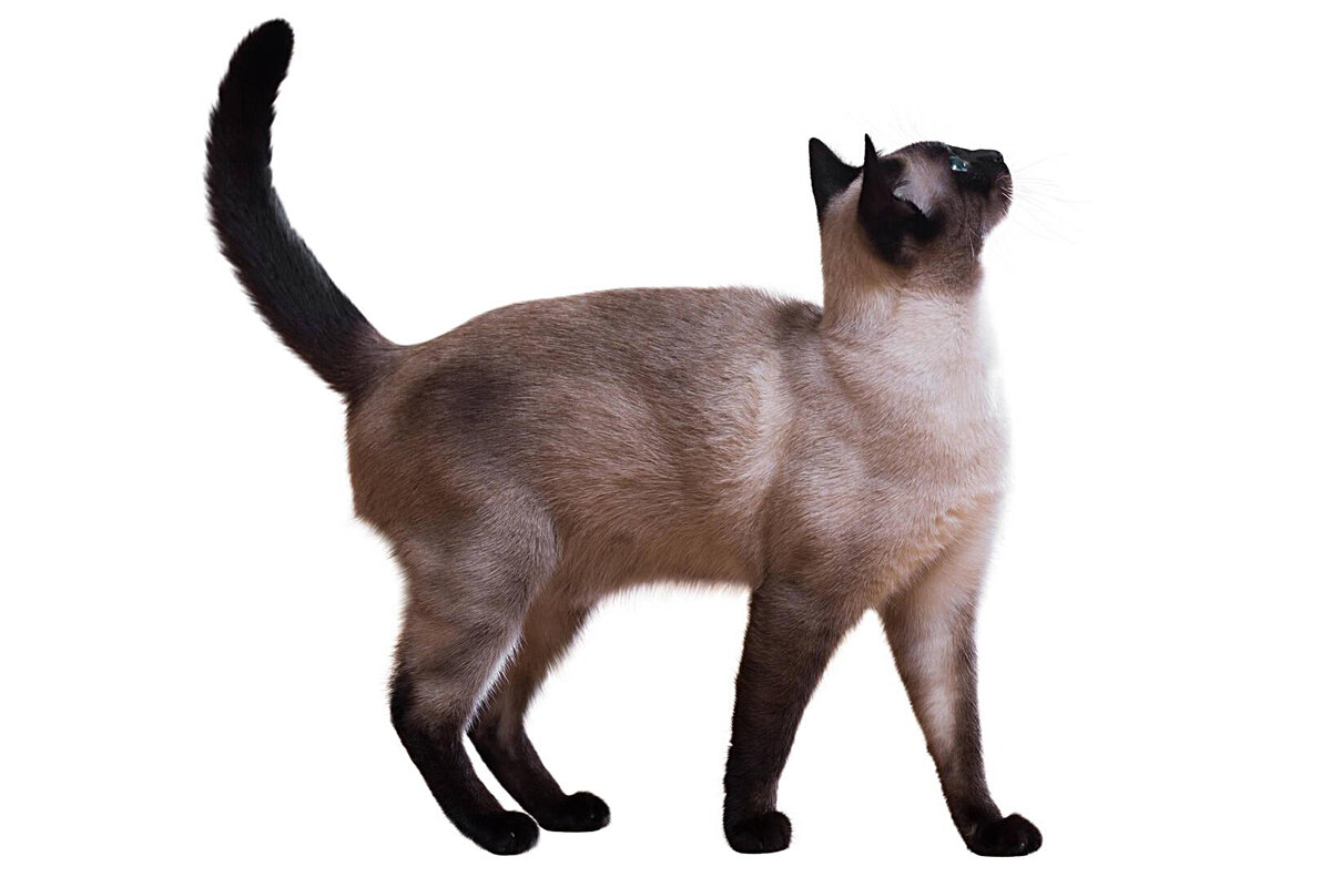 Если бы сиамская кошка ходила в шапке, то её ушки обязательно бы посветлели.