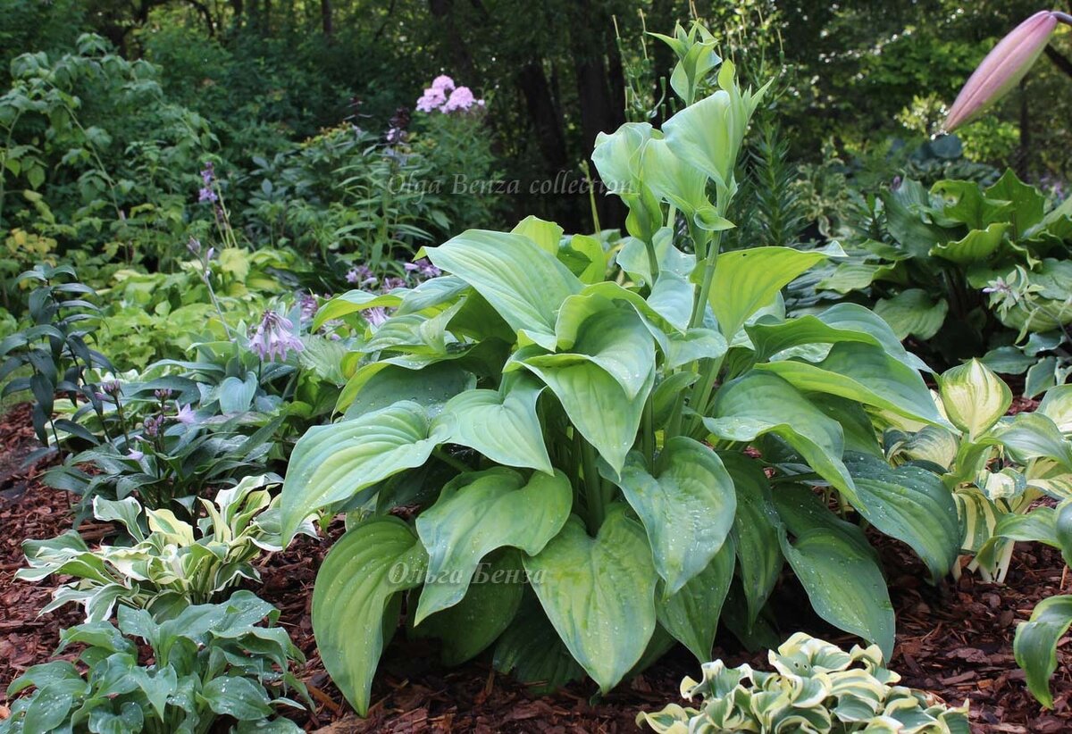 Хоста Ambrosia. 2 фото, листайте