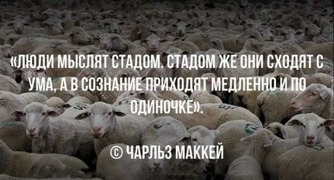 Паршивая стадо портит. Стадо людей. Люди стадо Баранов. Бараны толпа. Не будьте стадом Баранов.