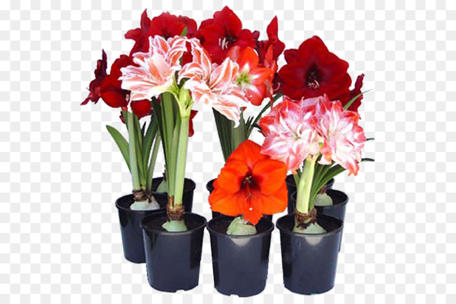 гиппеаструм микс