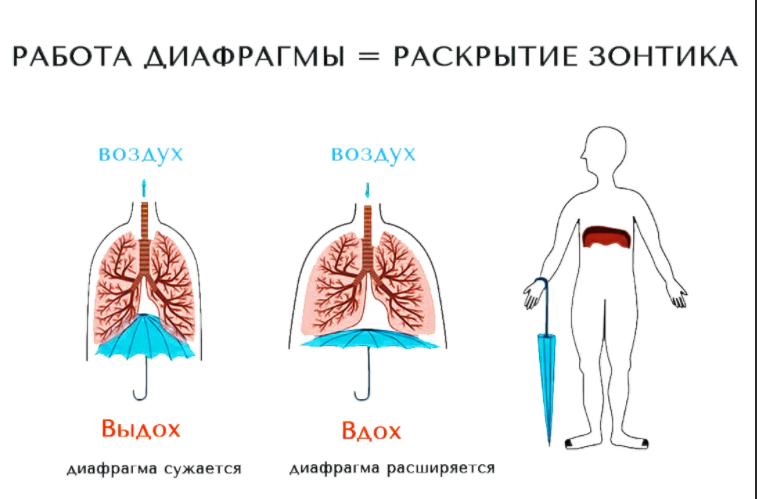 принцип работы диафрагмы