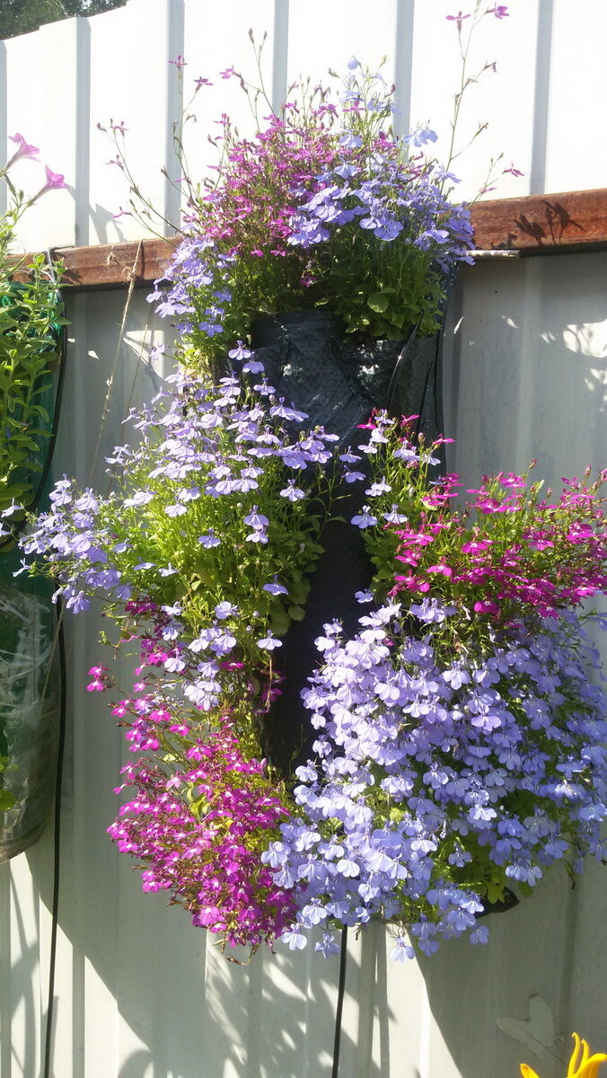    Черные трубочки под мешком — это и есть автополив