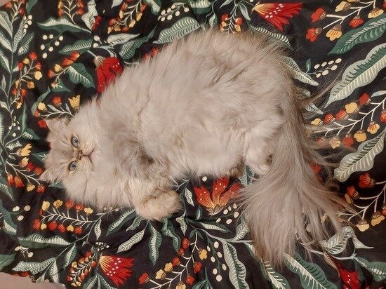     Марти. Фото: МК Ямал