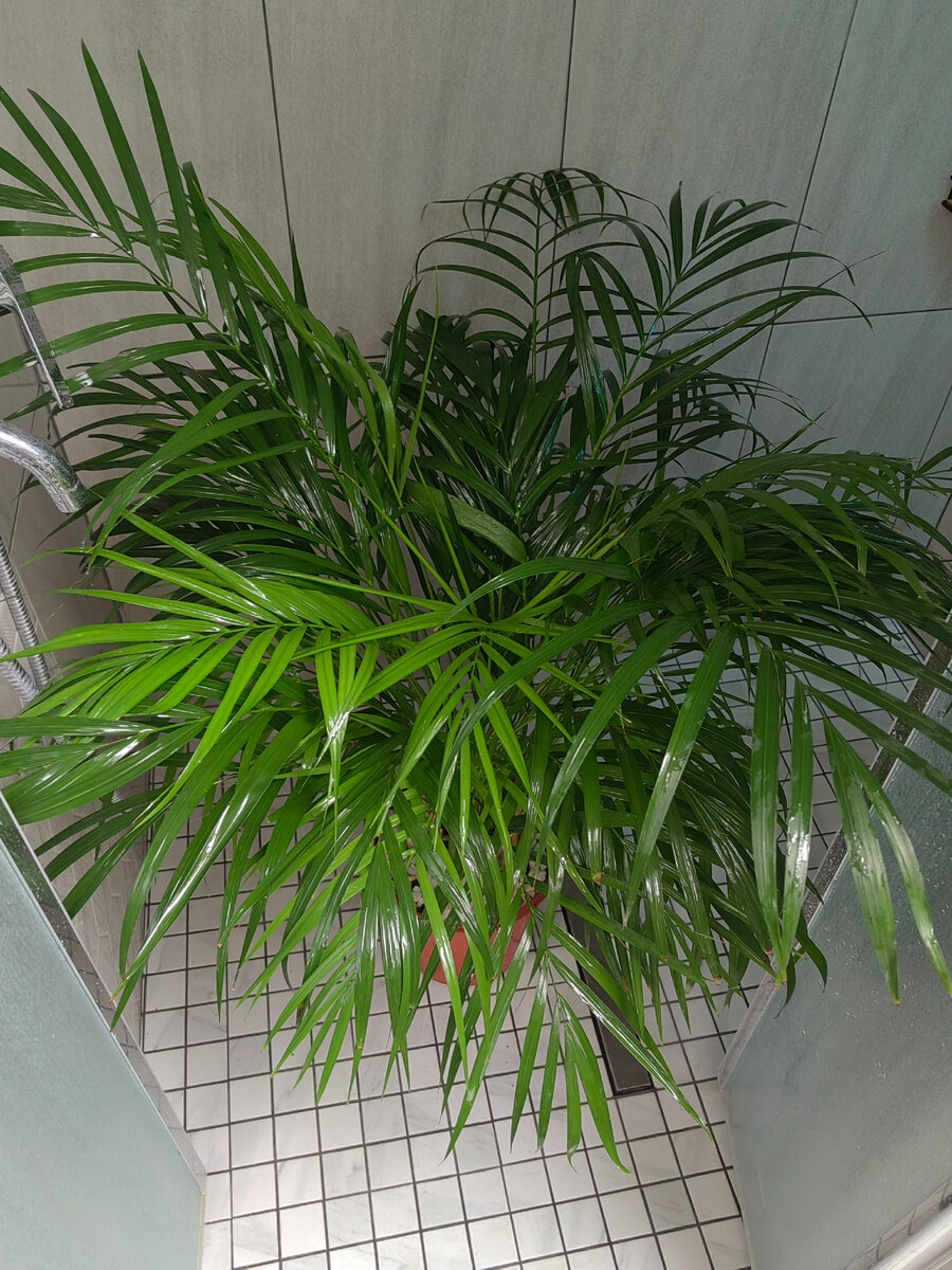 Дипсис желтоватый (Dypsis lutescens) смыл с себя зимнюю пыль...