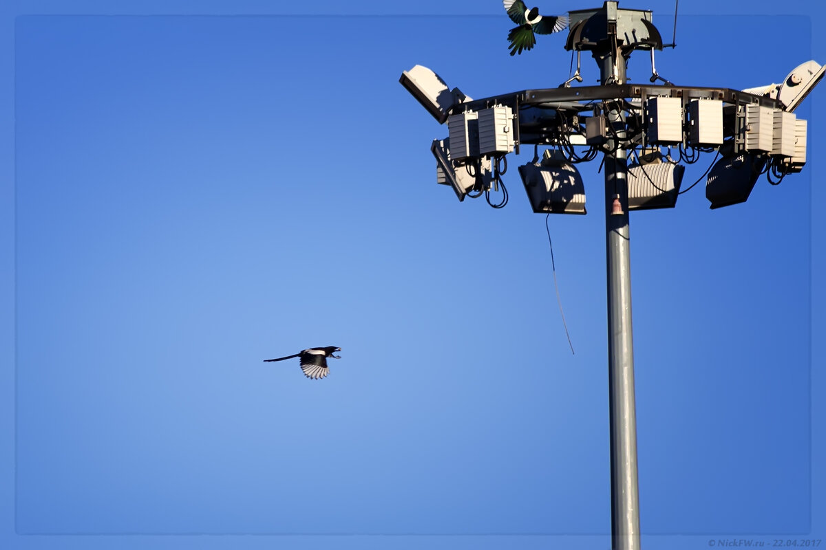 Сорока в полёте с добычей на фоне другой сороки и светильников © NickFW.ru - 22.04.2017г.