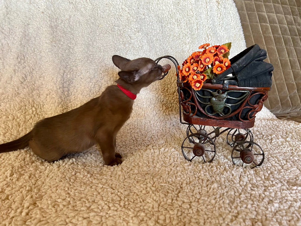 Наша выпускница Анфиса.