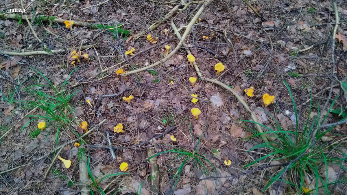 Кажется, что грибочки кто-то натыкал. Но нет, они сами так выросли. Правда, в лесу!