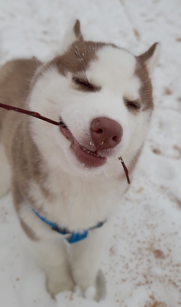 Мммммм, веточки!