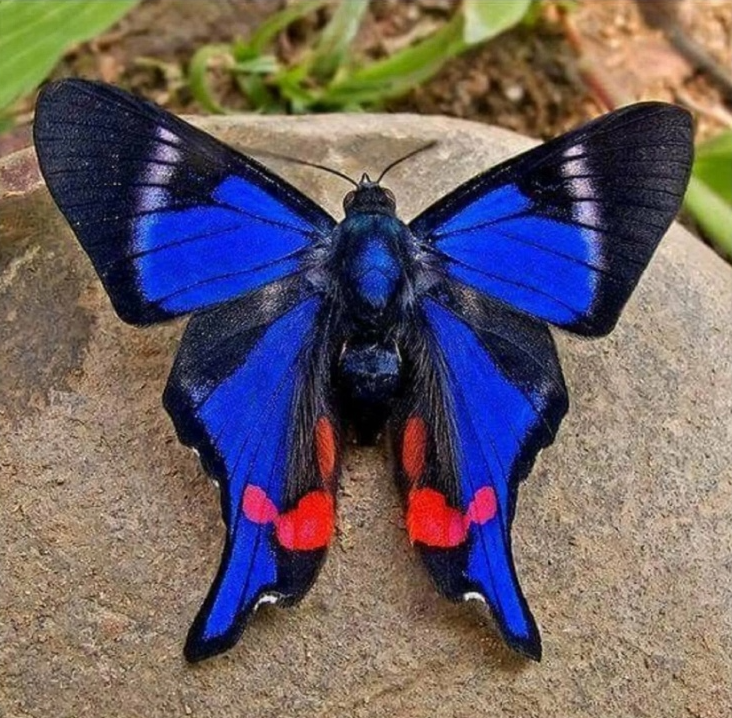 Красивые крупные бабочки, порно видео