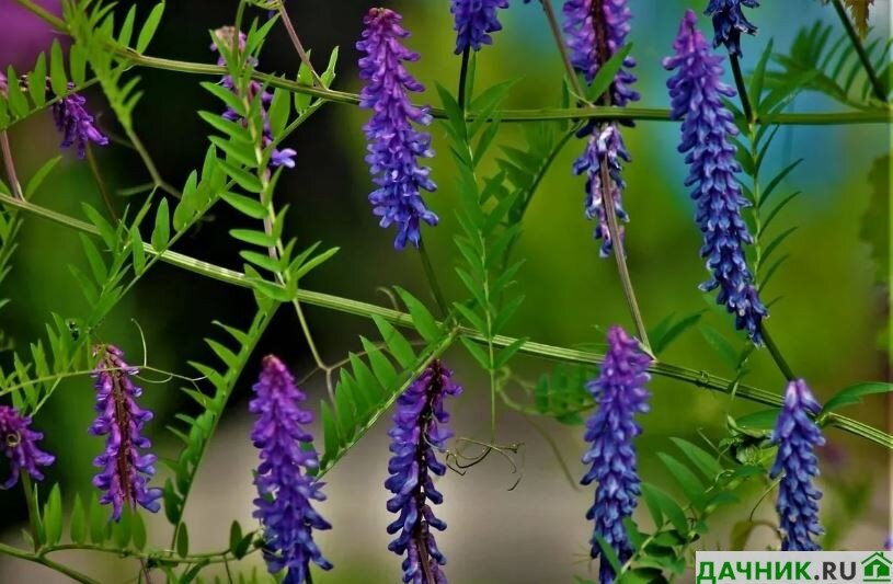 Длинные фиолетовые полевые цветы - 72 фото