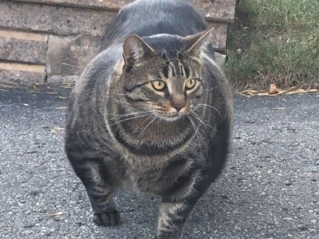 Сильная кошка