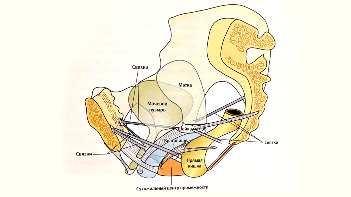 Расположение органов в тазу