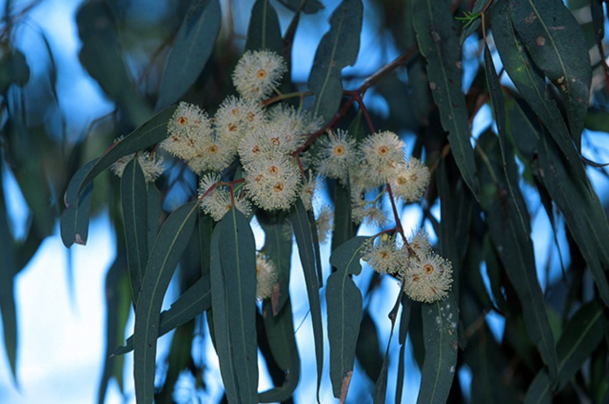 Эвкалипт прутовидный (Eucalyptus viminalis)