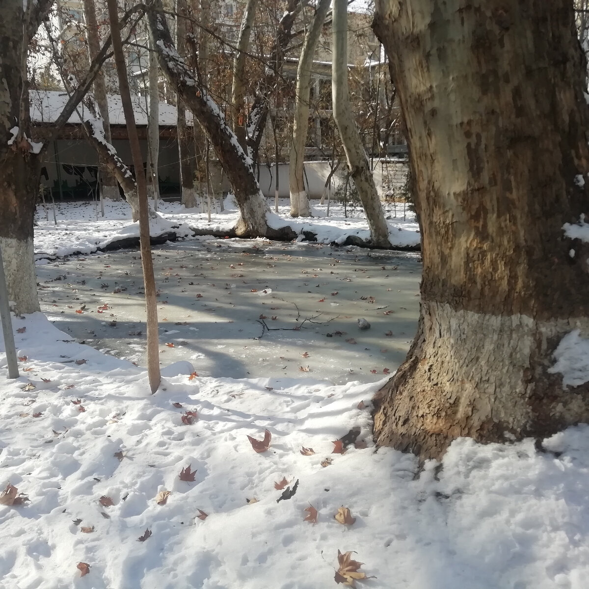 Зима 23 год этого столетия, замерзший пруд