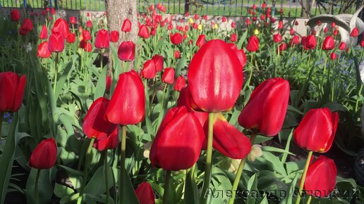 ВОЛШЕБНОЕ УТРО В НАШЕМ САДУ!/ A magical morning in our garden!