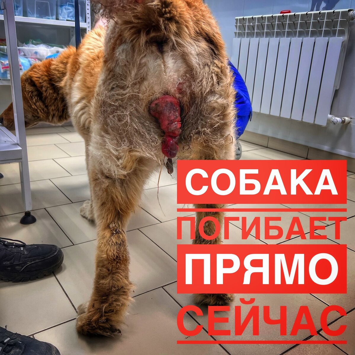 Срочный сбор на операцию Авроре