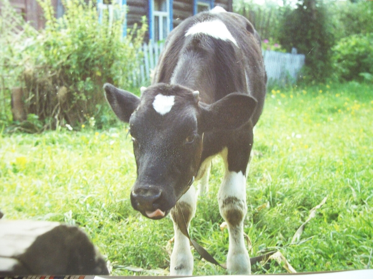 Ребёнок "человеческих" коров.  Или диких?
