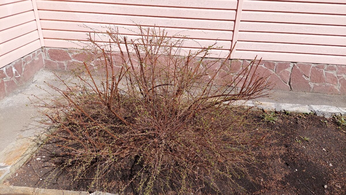 Начало новой весны.