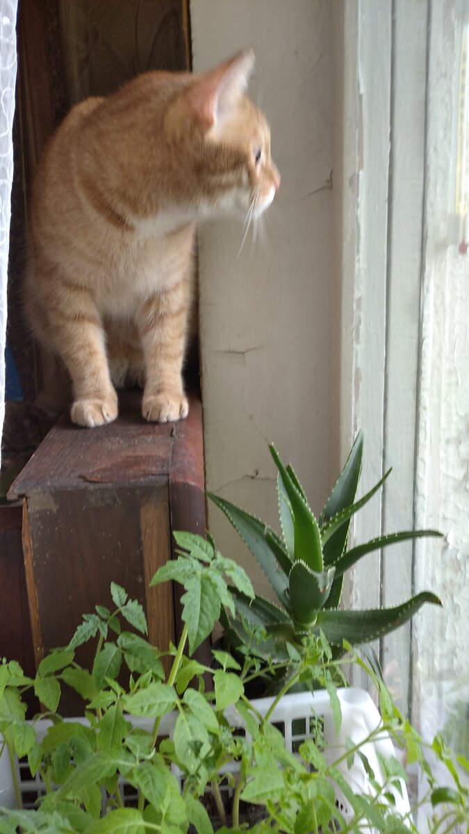 Личное  фото