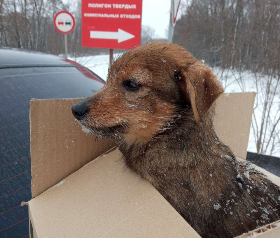 ЕСЛИ ТЫ ОДИН В ЗАСНЕЖЕННОМ ГОРОДЕ, ГДЕ МЕТЕЛИ НИКАК НЕ ДАЮТ ТЕБЕ СОГРЕТЬСЯ,  А ЗИМА ЗАКРЫЛА ПУТЬ К ВЕСНЕ - ПРОСТО ГРОМКО КРИЧИ! | Спасём Вместе - помощь  животным города Курска и