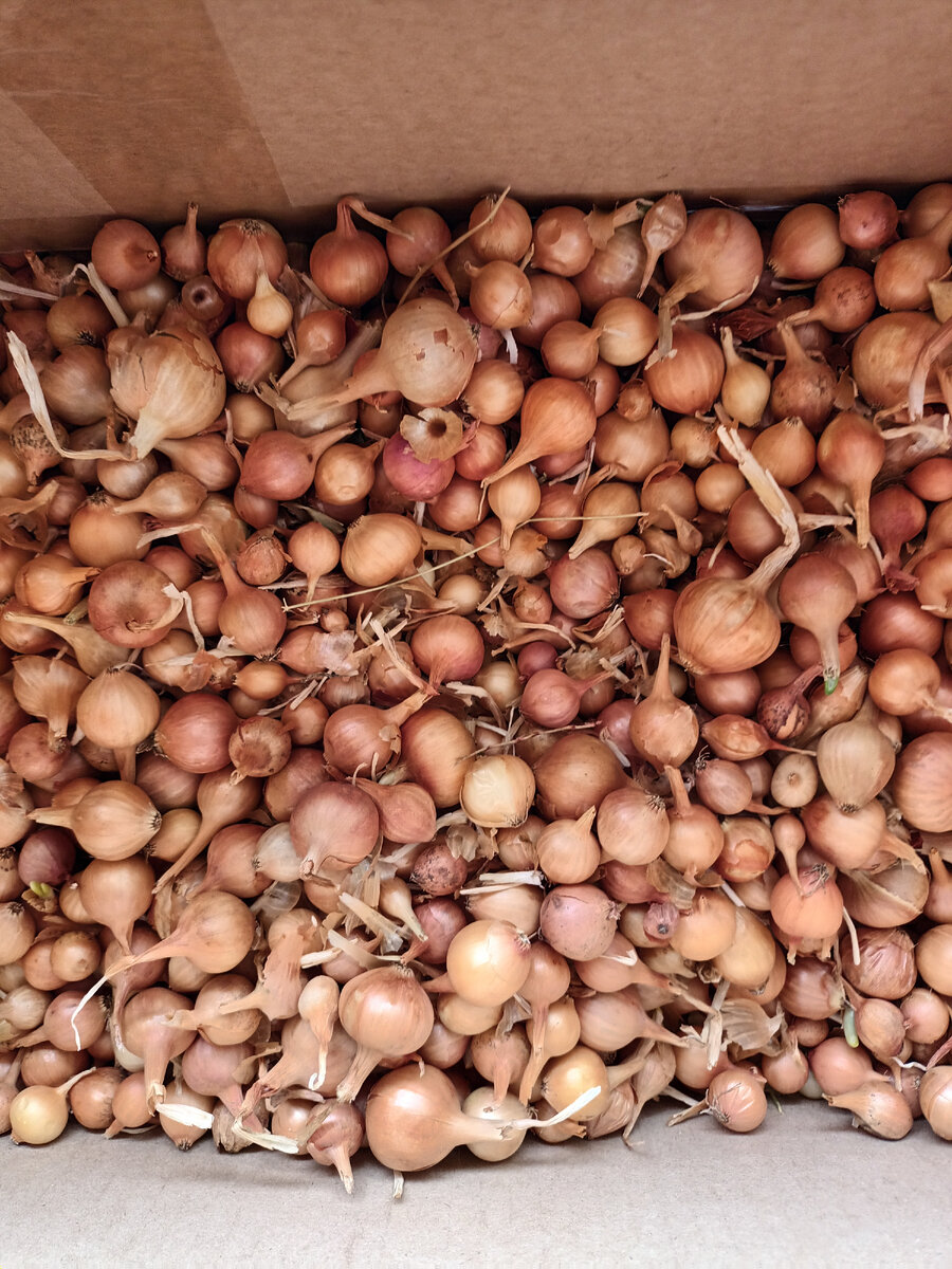 Через год будет севок