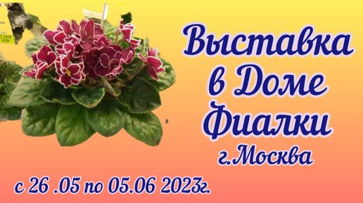 Обзор и цены фиалок на выставке в московском Доме Фиалки с 26.05 по 05.06.2023г. Часть 1.