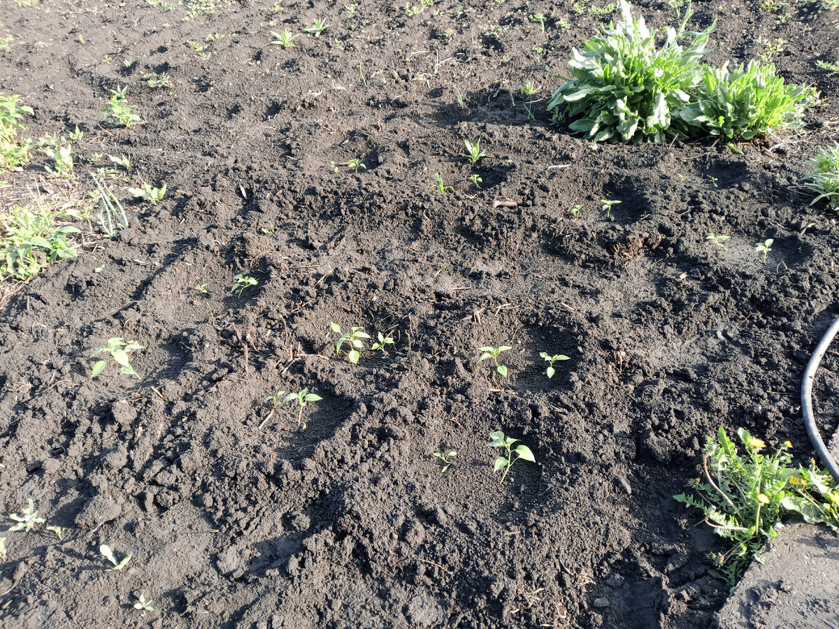 посадила немного перцев