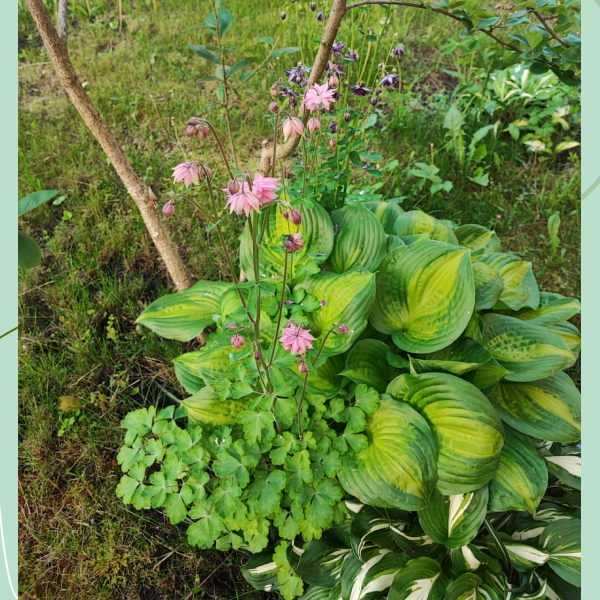 Моя аквилегия в сочетании с хостами.