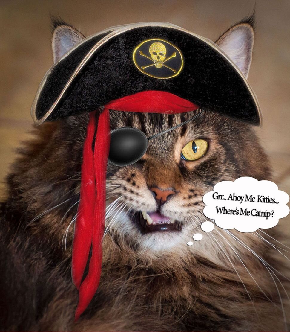 Привет, котятки! Где моя кошачья мята? Яндекс картинки