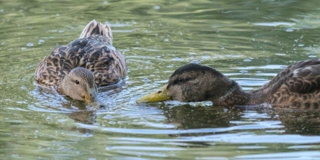    Утиные блохи плодятся во многих водоемах Ленобласти.Алена Бобрович