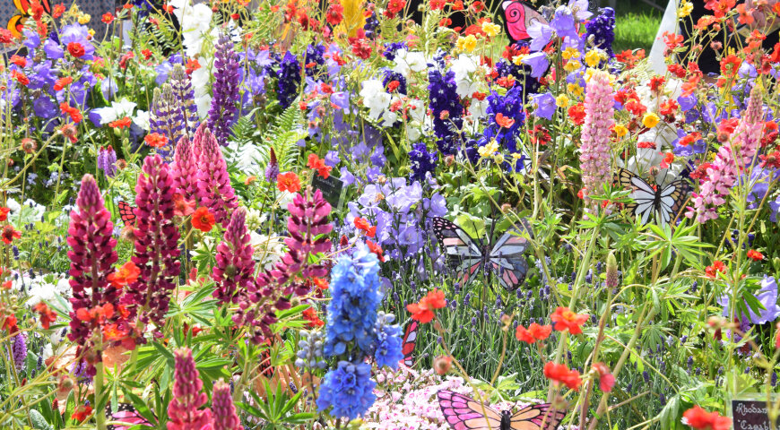 Питомник растения Doran Nurseries: The Bees Knees на фестивале Bord Bia Bloom 