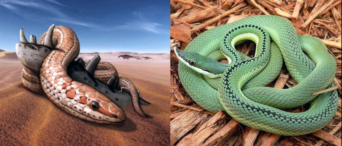 Древняя змея najash и современный филодриас
