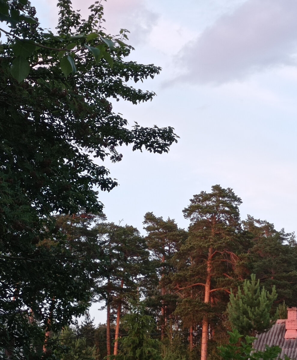 Сосны великаны до самого неба