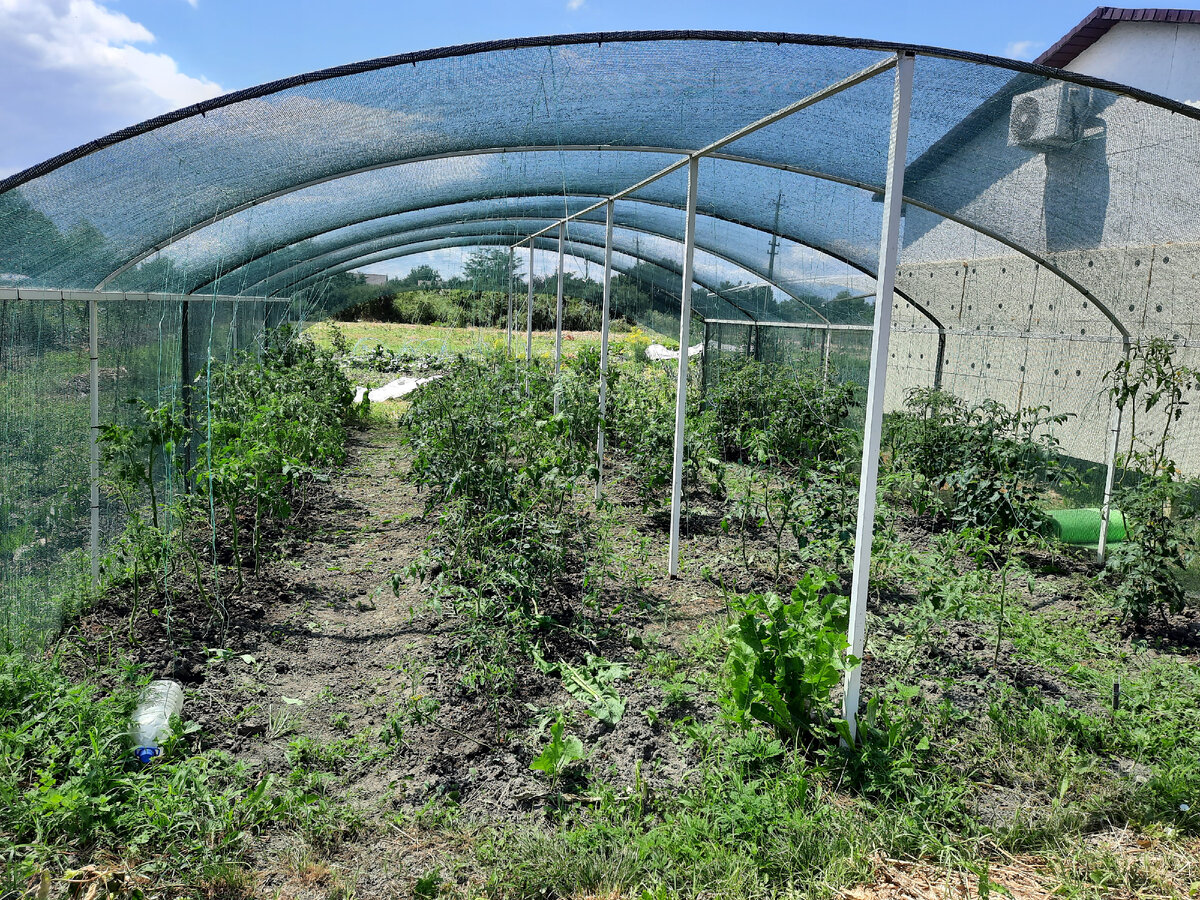 Мой маленький теневичок с помидорками