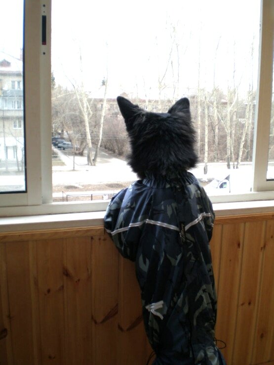 Очень важный клиент в новом комбинезоне