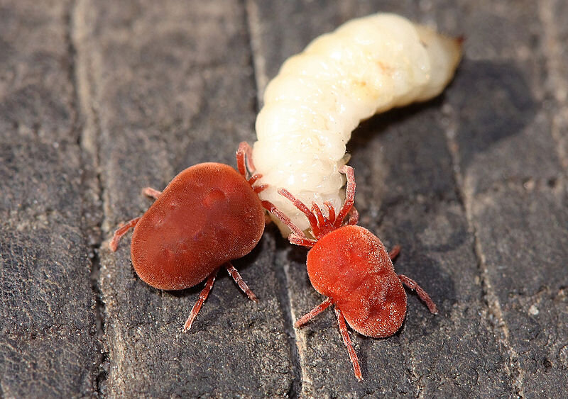 Клещи-краснотелки (род Trombidium), источник: https://ru.wikipedia.org/wiki/Trombidium_holosericeum